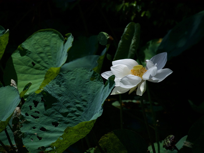 莲花，白莲花，布阿班，花，开花植物，植物，新鲜度，花瓣