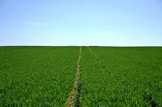 绿色草地上的蓝天