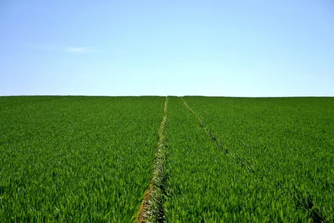 绿色草地上的蓝天 绿色草地上的蓝天