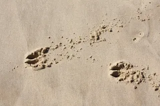 指纹、沙子、痕迹、土地、海滩、无人、自然、高角度视图