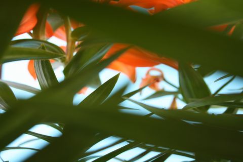 绿叶植物、花朵、橙色、花瓣、花朵、花园、植物、自然