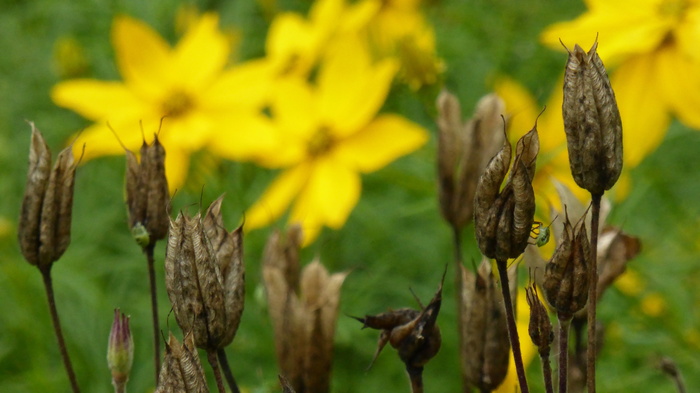 花柱、褪色、cosmos、cosmea、花、花序、花、植物
