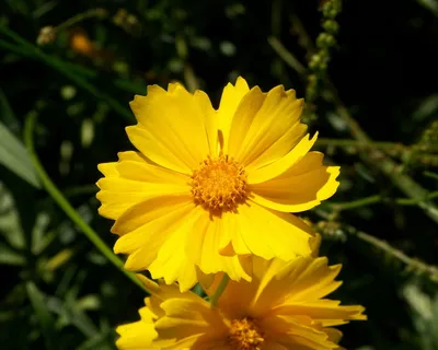 黄色,宇宙,花,宇宙硫,宇宙硫,半耐寒,一年生,开花 黄色,宇宙,花,宇宙硫,宇宙硫,半耐寒,一年生,开花