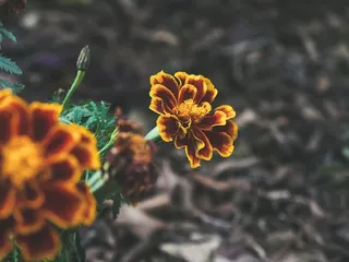 澳大利亚布里斯班市，自然，花园，自然，美，自然美，黄色