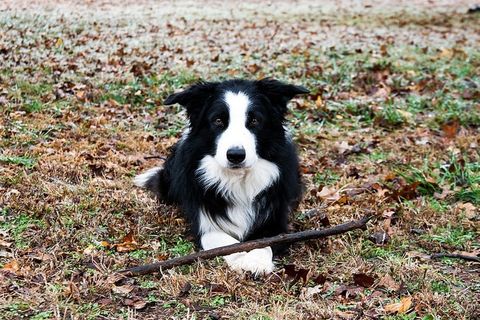 边境牧羊犬，边境牧羊犬，冬天，棍子，等待，专注，凝视