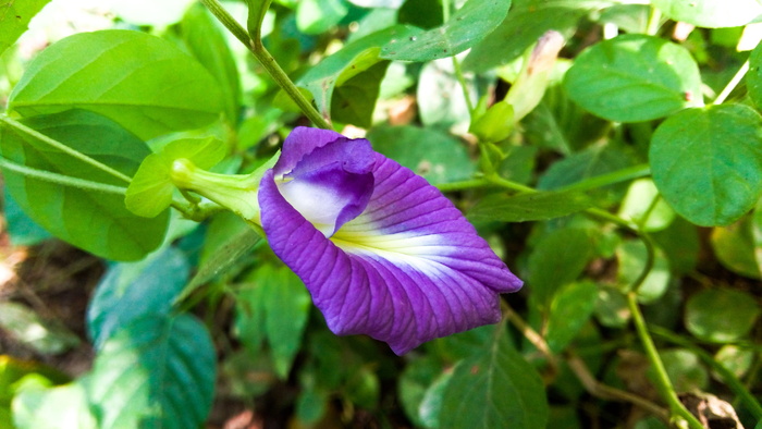 植物区系、植物、绿色、背景、叶子、灌木、自然、宏观