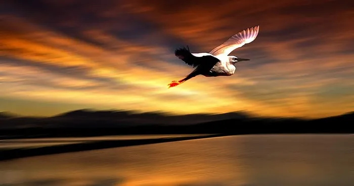 自然，心情，鸟儿，日落，飞翔，展翅，鸟儿，天空