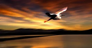 自然，心情，鸟儿，日落，飞翔，展翅，鸟儿，天空