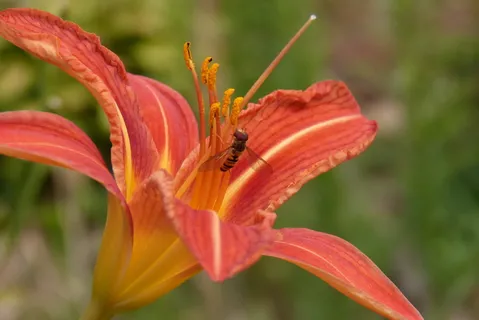 黄花菜、昆虫、花蜜、开花植物、花卉、野生动物、脆弱性、无脊椎动物 黄花菜、昆虫、花蜜、开花植物、花卉、野生动物、脆弱性、无脊椎动物