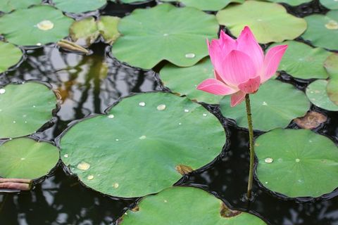 睡莲，紫色，开花，开花，开花，池塘，水生植物，花