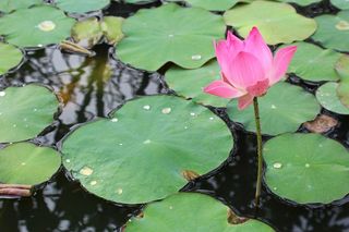 睡莲，紫色，开花，开花，开花，池塘，水生植物，花