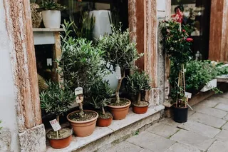 意大利威尼斯城堡花店