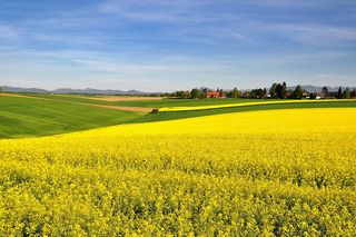 自然，景观，春天，油菜田，盛开的油菜田，黄色，田地，农业