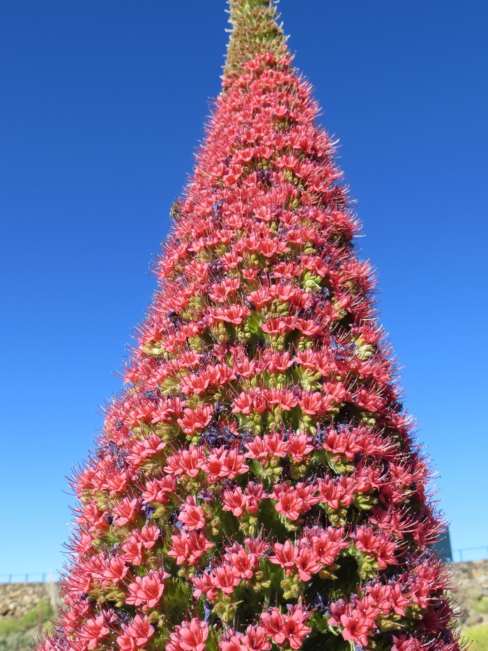 蛇头，tenerife，teide，蜡烛形状，金字塔，teide natter头，植物，天空