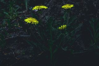 植物，花，花，叶，植被，自然，绿色，树