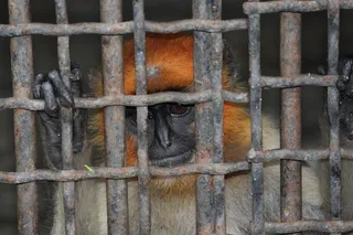 栅栏, 笼子, *, 铁, 老, 动物, 哺乳动物, 猴子