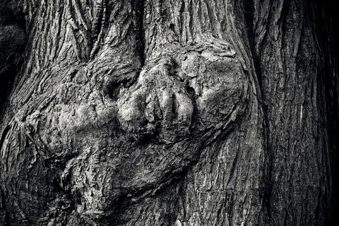 树，树皮，原木，自然，部落，木材，树皮，森林