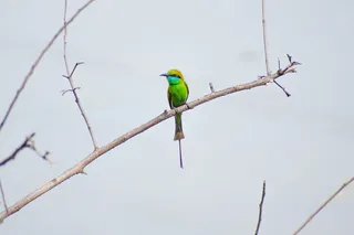绿色食蜂兽栖息在树枝上的照片