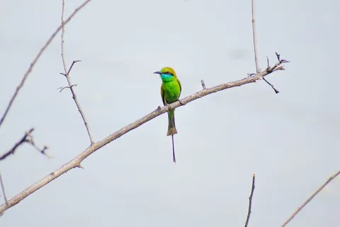 绿色食蜂兽栖息在树枝上的照片 绿色食蜂兽栖息在树枝上的照片