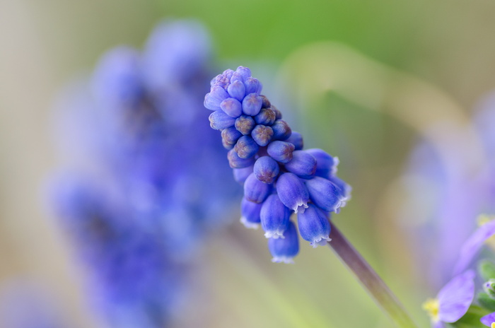 紫花选择性聚焦