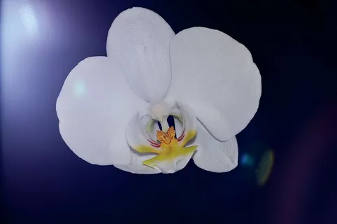 兰花,植物,花朵,花朵,花朵,白色,美丽,荔枝花 兰花,植物,花朵,花朵,花朵,白色,美丽,荔枝花