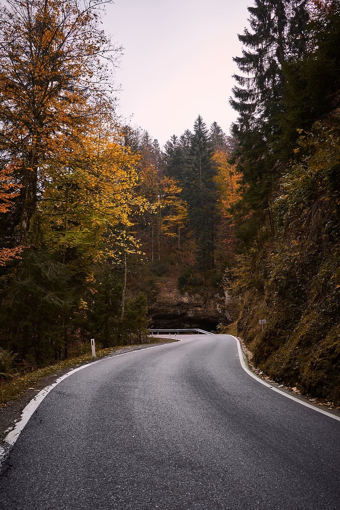 秋天，树叶，道路，森林，自然，秋天的树叶，五颜六色，秋天的颜色