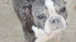 成人、白人、黑人、波士顿梗特写摄影、波士顿、佩罗、狗、竞技场