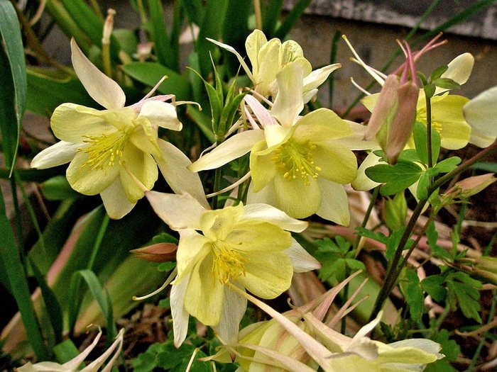 黄连花