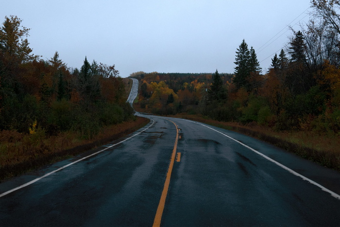 树与树之间的道路，道路，公路，砾石，土路，树，方向