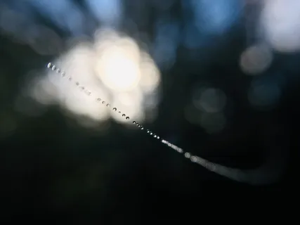 美国，奥古斯塔，我们的救赎主路德教会，网，蜘蛛，露水，露水