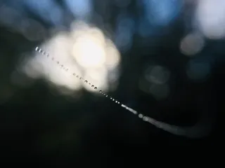 美国，奥古斯塔，我们的救赎主路德教会，网，蜘蛛，露水，露水