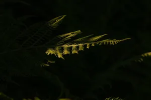 浅层，聚焦摄影，绿色，蕨类植物，蕨类，森林，叶蕨，植物