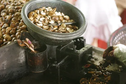 腰果, 尼特, 去皮, 去皮, 果壳, 机器, 腰果, 美味 腰果, 尼特, 去皮, 去皮, 果壳, 机器, 腰果, 美味
