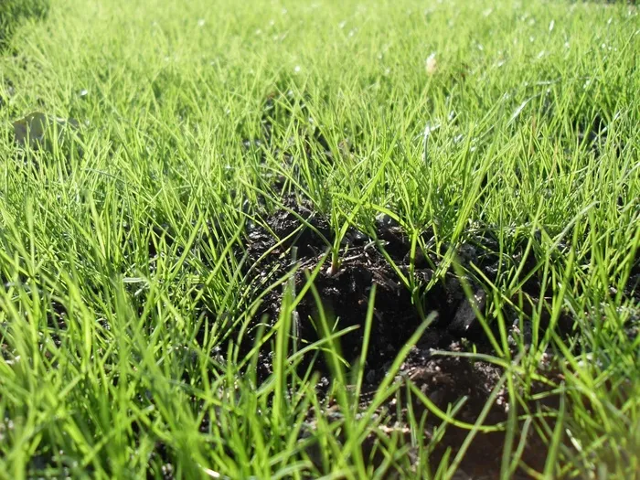 可见、种植、新、草、景观、自然、植物、绿色
