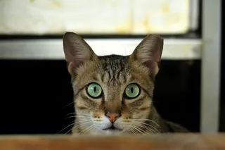 猫，肖像，动物，可爱，宠物，家养动物，家养，哺乳动物