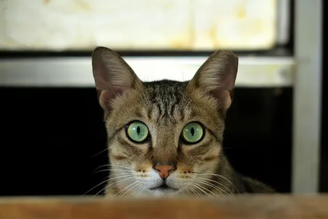 猫,肖像,动物,可爱,宠物,家养动物,家养,哺乳动物 猫,肖像,动物,可爱,宠物,家养动物,家养,哺乳动物