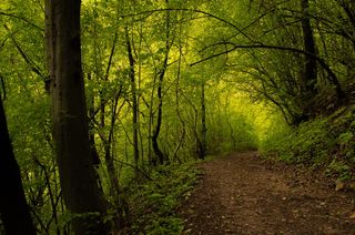 保加利亚，斯卡利亚瀑布（扎塞尔），绿色，墙纸，小路，树木，春天，森林