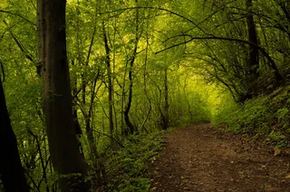 保加利亚，斯卡利亚瀑布（扎塞尔），绿色，墙纸，小路，树木，春天，森林
