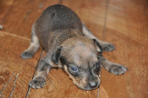 狗，懒惰，疲劳，小狗，悲伤，动物主题，一种动物，哺乳动物