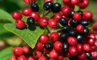 浆果，红色，黑色，罗纹浆果，小，彩色，夏季，灌木