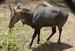 尼尔盖，蓝牛，雄性，黄斑羚，最大，亚洲羚羊，特有，动物群