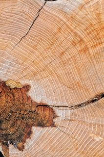 木材，纹理，节点，旧，桌子，树干，斧头，植物