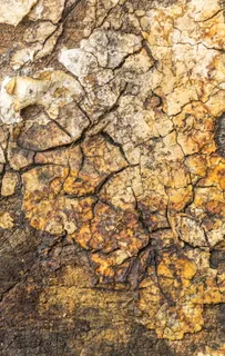 棕色、米色、表面、纹理、木材、树木、木材纹理、木材纹理背景