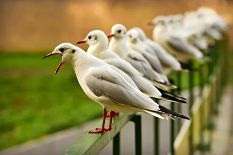 海鸥，海鸟，喙，开放，羽毛，站立，排，桥栏