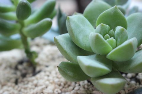 肉质，植物，小新鲜，肉质植物，绿色，生长，仙人掌，特写