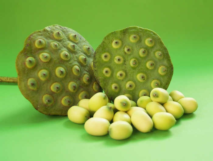 莲花、种子、花、叶、豆荚、印度、特写、孤立