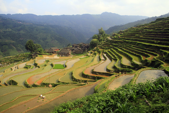 风景，梯田，自然，农场，风景，绿化，农业，梯田