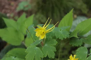 黄色，黄色花，花，植物园，丹佛，植物，开花植物，植物部分