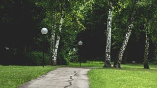 自然，森林，树木，草地，环境，田园诗，灯柱，公园