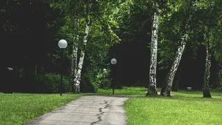 自然，森林，树木，草地，环境，田园诗，灯柱，公园